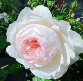 Bolero Rose